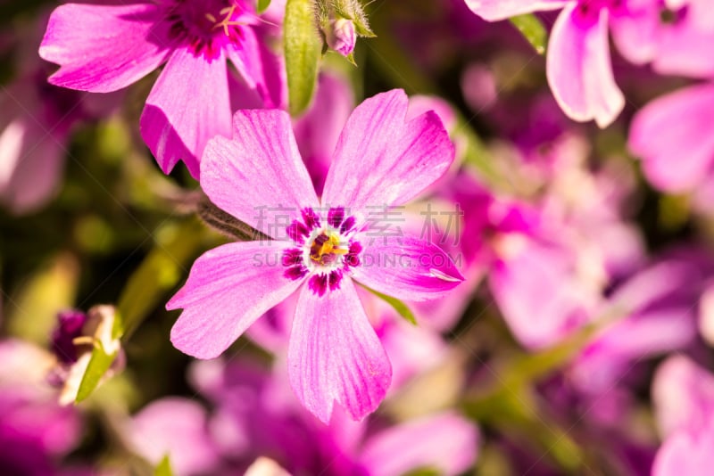 水香花菜,石竹类属植物,石竹科,公园,水平画幅,无人,户外,特写,植物,大特写