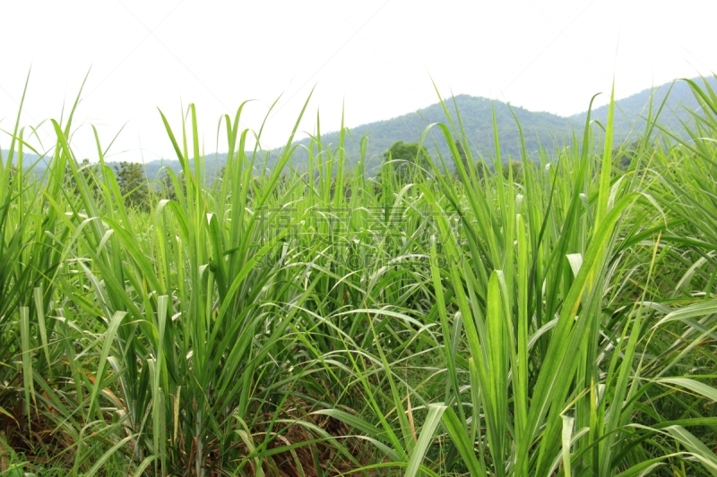 甘蔗,田地,自然,水平画幅,绿色,无人,夏天,户外,生物学,毛里求斯