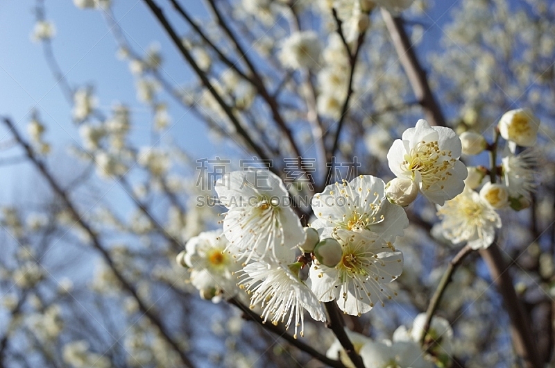 仅一朵花 白色 梅子树 梅子 梅花 插花术 雄蕊 星和园 平和 垂直画幅图片素材下载 稿定素材