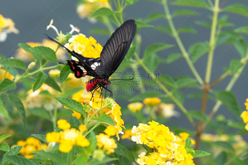 树篱,蝴蝶,红色,common rose swallowtail butterfly,马樱丹属,鼠尾草,触角,美,公园,悲痛