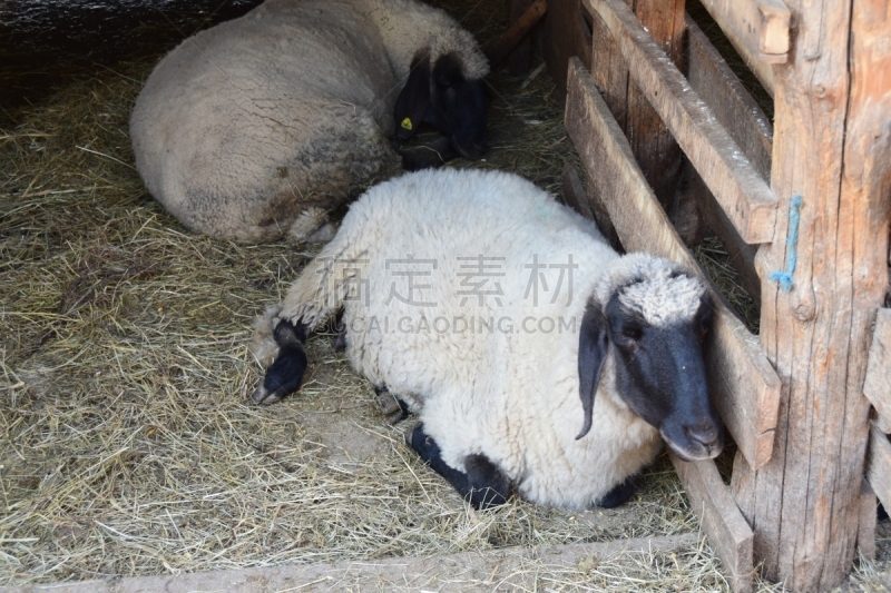 白色,黑色,动物鼻子,绵羊,水平画幅,注视镜头,动物耳朵,羊圈,动物习性,动物身体部位