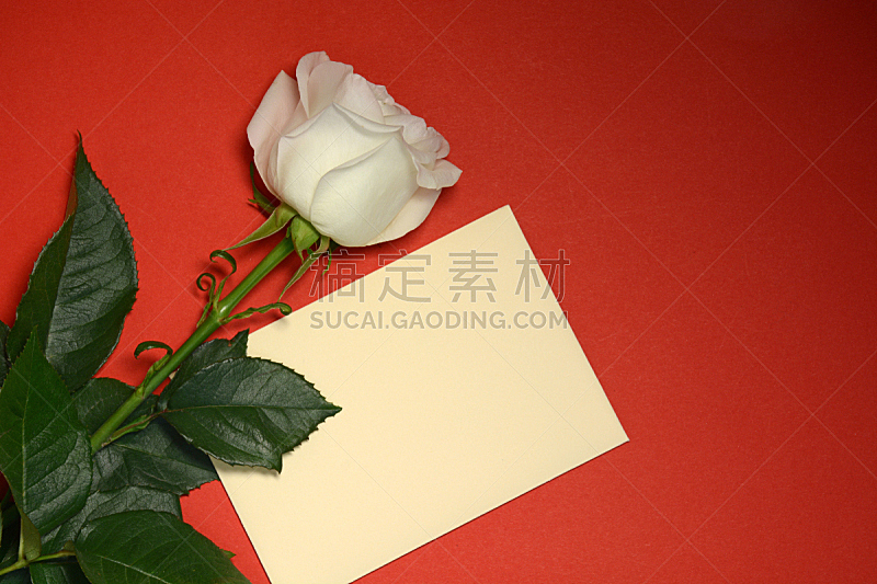 White rose and envelope on red background