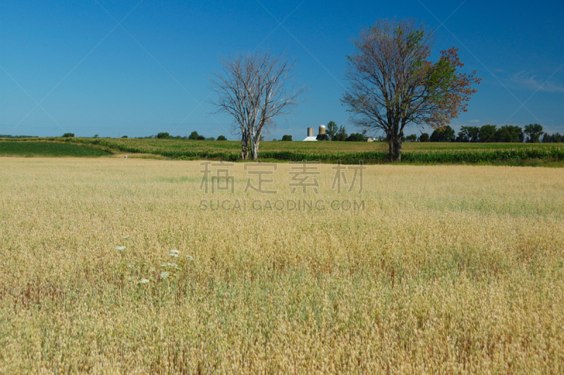 田地,安大略省,大麦,风,水平画幅,能源,无人,草原,夏天,户外