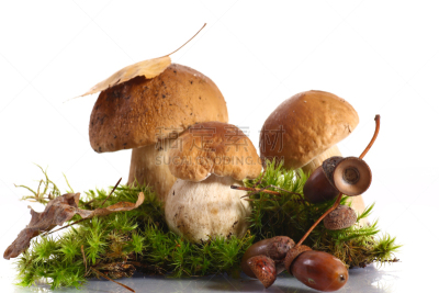 森林,美味牛肝菌,美,褐色,水平画幅,素食,苔藓,生食,膳食,烹调