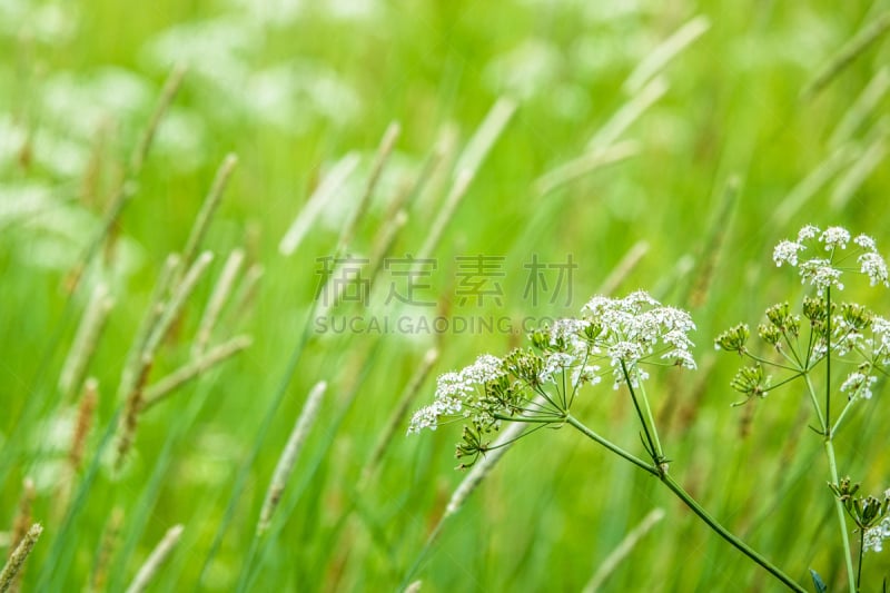 草,草地,野花,高大的,美,水平画幅,枝繁叶茂,峨参,无人,草坪