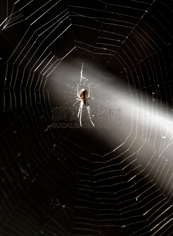 蜘蛛,蜘蛛织网,垂直画幅,蜘蛛网,夜晚,陷阱,特写,黑色背景,捕食,摄影