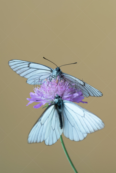 蝴蝶,白色,黑色,黑脉纹白蝴蝶,杀虫剂,垂直画幅,无人,动物身体部位,野生动物保护,特写