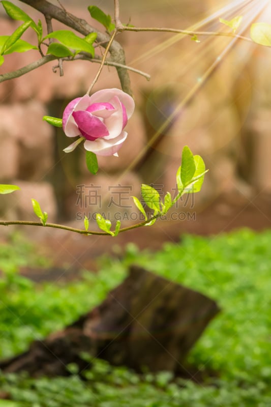 背景,玉兰类,自然,垂直画幅,无人,欧洲,巨大的,夏天,户外,脆弱