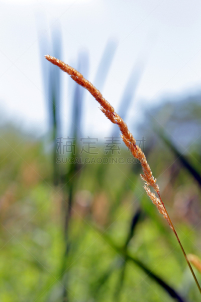 草原草,草原藏红花,自然,垂直画幅,天空,美国,无人,户外,特写,北美