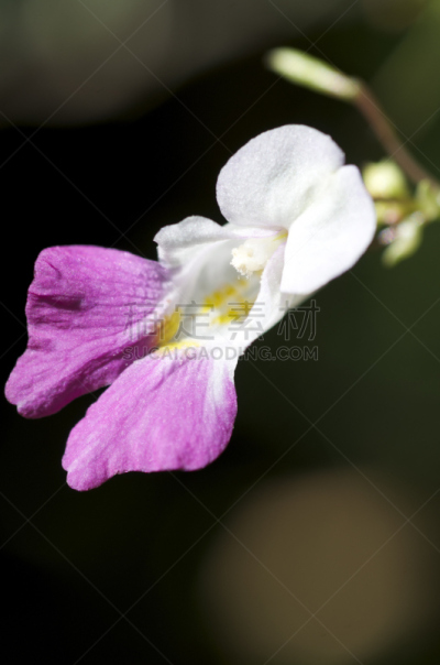 凤仙花属植物,垂直画幅,无人,喜马拉雅山脉,查谟和克什米尔,特写,白色,植物,一年生植物,园艺