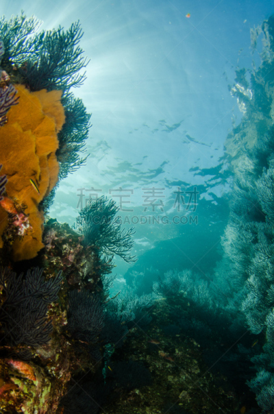 礁石,考特斯海,石帆珊瑚虫,热带气候,水面,动物,海底,水下,在下面,鱼类