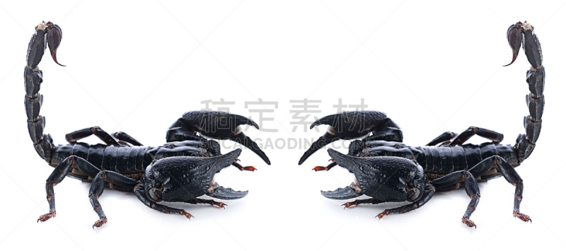 蝎子,白色背景,分离着色,自然,无脊椎动物,野生动物,水平画幅,生物,螫针,有毒生物体