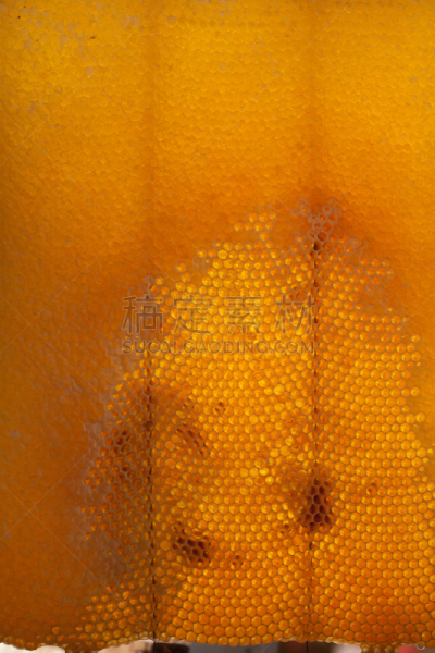 蜂箱,蜂蜜,麻疹乐队,彼得罗,beekeeper,蜂蜡,垂直画幅,褐色,梳子,夏天
