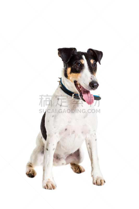 福克斯猎狐犬,工作室,分离着色,白色背景,注视镜头,正装照片,狐狸,垂直画幅,正面视角,美