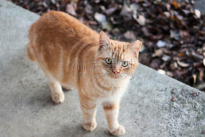 猫,注视镜头,窗户,水平画幅,猫科动物,爪子,动物身体部位,一只动物,腮须,流浪动物