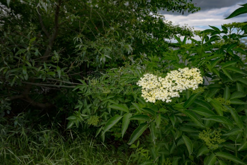 派克大街,德国,绿色,水平画幅,无人,夏天,户外,草,特写,植物