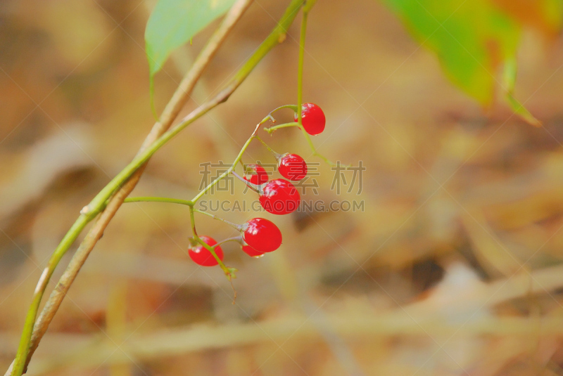 森林,秋天,蘑菇,食品,浆果,生物学,草坪,野生动物,环境,草