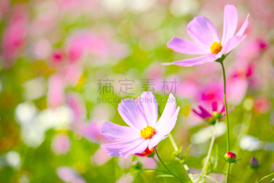 天空,公园,水平画幅,户外,云景,白色,植物,东京,大波斯菊,鲜花盛开