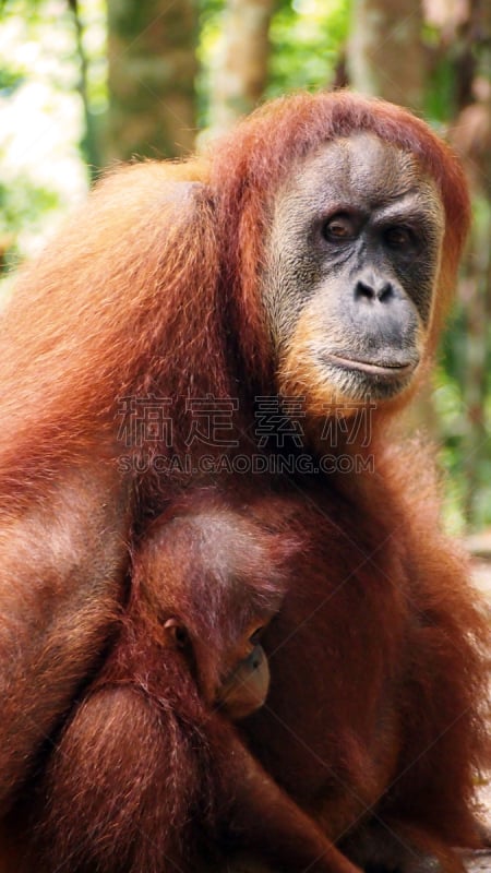 武吉拉旺,gunung leuser national park,猩猩,印度尼西亚,苏门答腊岛,垂直画幅,猴子,热带雨林,野外动物,户外