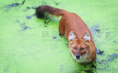 豺狗,褐色,水平画幅,枝繁叶茂,无人,动物学,户外,草,图像,特写