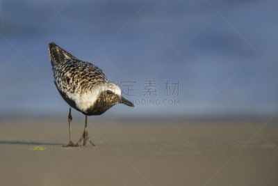 灰斑鸻,低视角,水,褐色,野生动物,美国,水平画幅,沙子,无人,蓝色