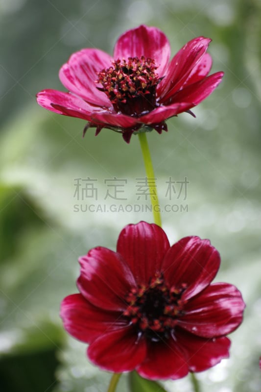 赭色大波斯菊,垂直画幅,红色,植物,无人,大波斯菊,花头,摄影,花