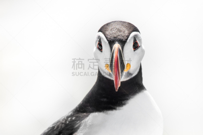大西洋海雀,静脉滴注,缅因州,自然,美国,水平画幅,无人,2015年,动物,鸟类