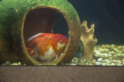 金鱼,水,水平画幅,特写,动物鳍,鱼缸,水族馆,水生动植物,动物的鳞,双鱼座