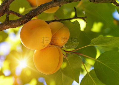 水果,杏树,美,水平画幅,无人,桃,生食,夏天,杏,户外