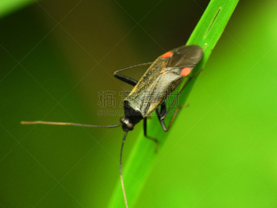 水平画幅,无人,动物身体部位,野外动物,夏天,户外,生物学,特写,仅一朵花,植物