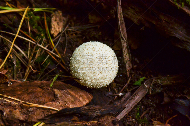 食用菌,大特写,普通马勃,选择对焦,球,美,留白,水平画幅,无人,腕舟骨