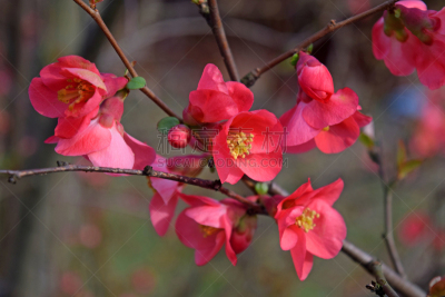 特写,仅一朵花,温柏,红松,烈火,皱皮木瓜,美国,水平画幅,无人,荆棘