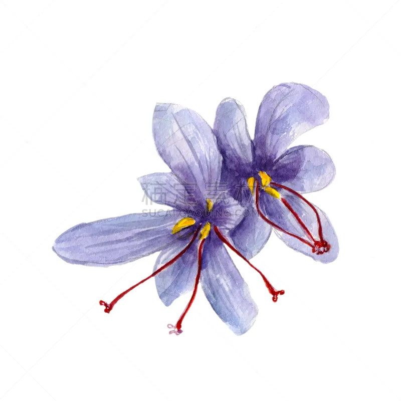 藏红花 绘画插图 香料 高雅 国内著名景点 白色背景 水彩画 番红花属 水彩画颜料 雌蕊图片素材下载 稿定素材 藏红花 绘画插图 香料 高雅 国内著名景点 白色背景 水彩画 番红花属 水彩画颜料 雌蕊图片素材下载 稿定素材