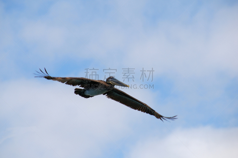 鹈鹕,考特斯海,棕色鹈鹕,自然,热带鸟,天空,褐色,野生动物,水平画幅,蓝色