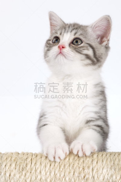 灰发,幼小动物,看,白色背景,小猫,在上面,垂直画幅,小的,可爱的,家畜