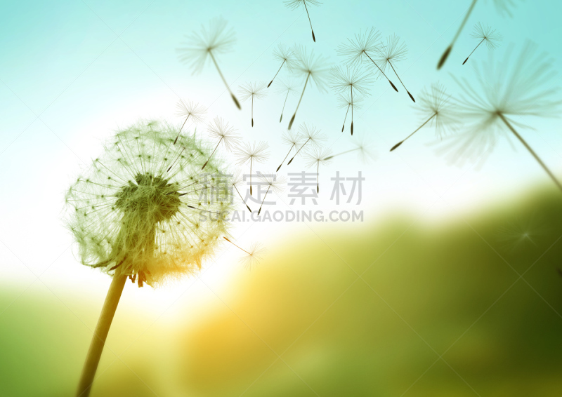 蒲公英,风,种子,蒲公英种子,留白,水平画幅,夏天,户外