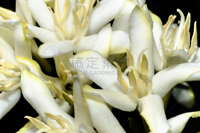 单房的,茜草科,花冠,单一栽培,圣保罗,巴西,咖啡馆,阿拉比卡咖啡,水平画幅,无人