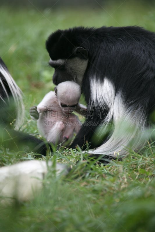 black and white colobus,家庭,垂直画幅,非洲,幼小动物,黑色,白色,叶猴,动物家庭,动物