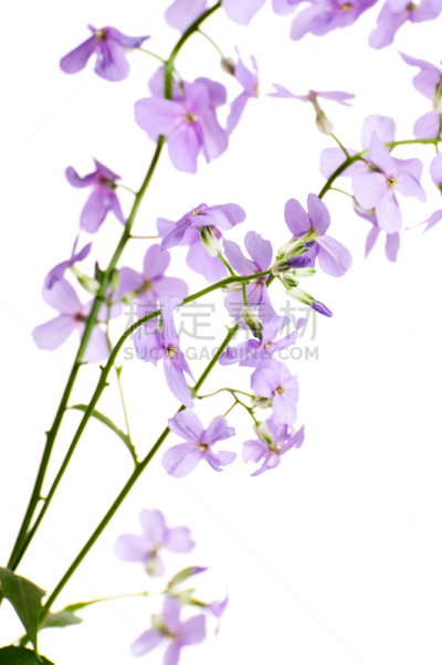 夜晚,紫罗兰,白色背景,花朵,极简构图,特写,枝,春季系列,兰花,垂直画幅