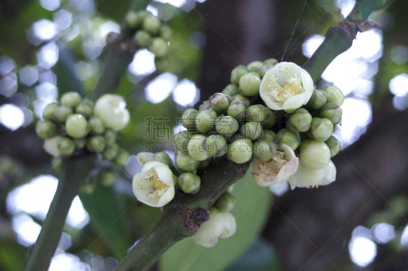 藤黄科,冲绳县,自然,植物,水平画幅,小的,无人,日本,叶子,花