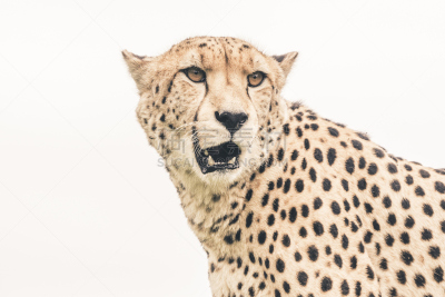 猎豹,动物头,白色背景,野生猫科动物,公园,褐色,水平画幅,动物身体部位,野外动物,户外