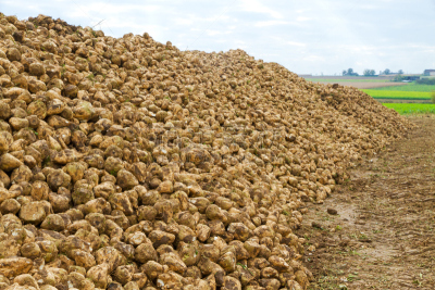 Sugar beets harvest