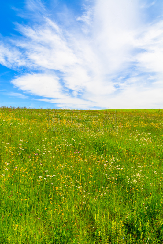 Green meadow with flowers in summer landscape, Podhale, Tatra Mountains, Poland