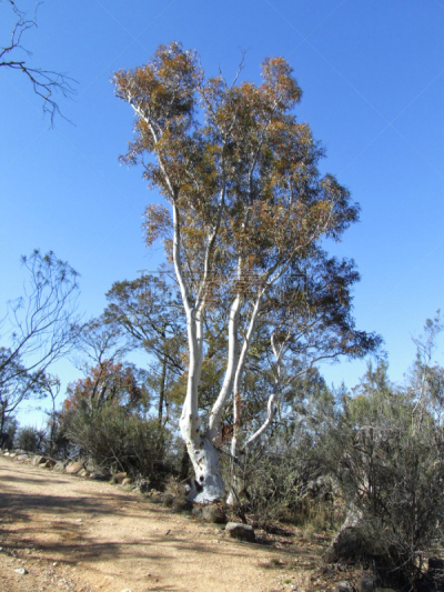 snow gum,垂直画幅,天空,美,褐色,新南威尔士,无人,户外,图像,白色