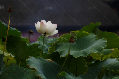 花蕾,荷花,唐朝,水平画幅,无人,2015年,夏天,高雅,背景,图像