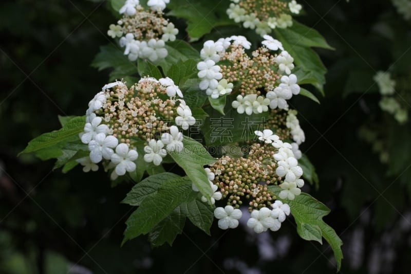 荚莲属,白色,花,清新,自然,水平画幅,无人,五月,浪漫,夏天