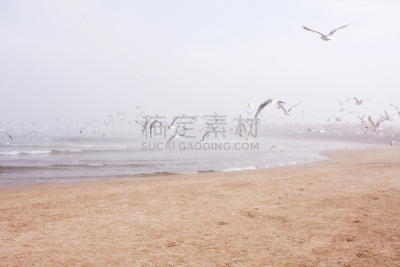 密歇根湖,自然,水,留白,水平画幅,沙子,无人,鸟类,夏天,一群鸟