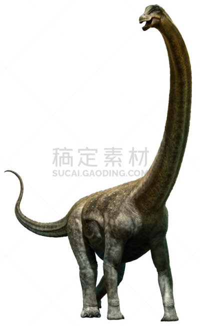 白垩系,泰坦巨龙类,恐龙,蜥脚类,颈,史前时代,已灭绝生物,垂直画幅,食草动物,三维图形