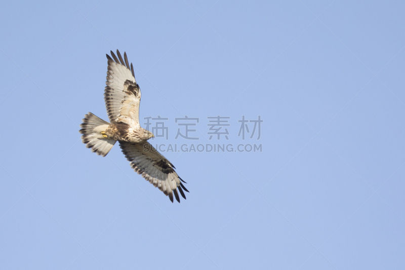 天空,腿上生羽毛的鹰,蓝色,美,食肉鸟,水平画幅,鸟类,半空中,户外,欧洲秃鹰