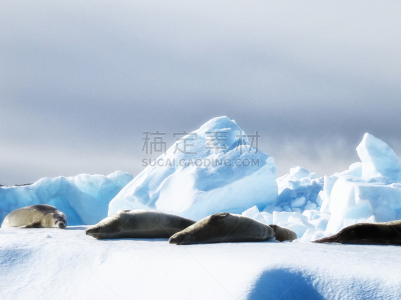 威德尔海海豹,日光浴,南极洲,半岛,自然,野生动物,水平画幅,山,雪,无人